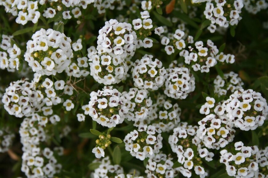白いスイートアリッサムの花が咲いている。