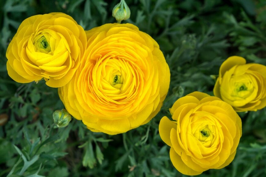 ラナンキュラスの花が咲いている。色はイエロー。