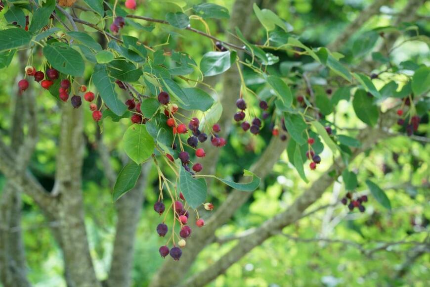 赤い実のなったジューンベリー