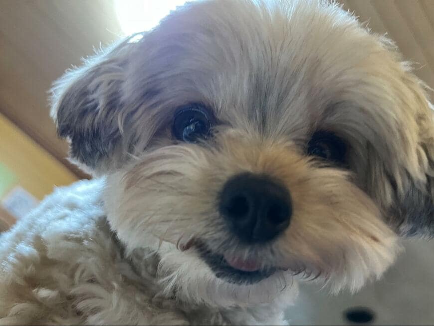 カメラ目線の犬