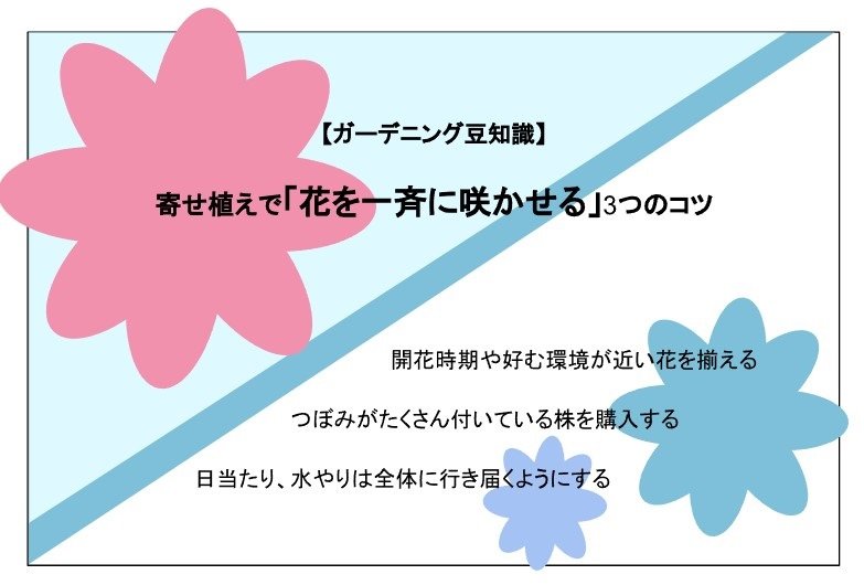 【ガーデニング豆知識】寄せ植えで「花を一斉に咲かせる」3つのコツ、と書かれた図版。ピンクと青の花のイメージ。
