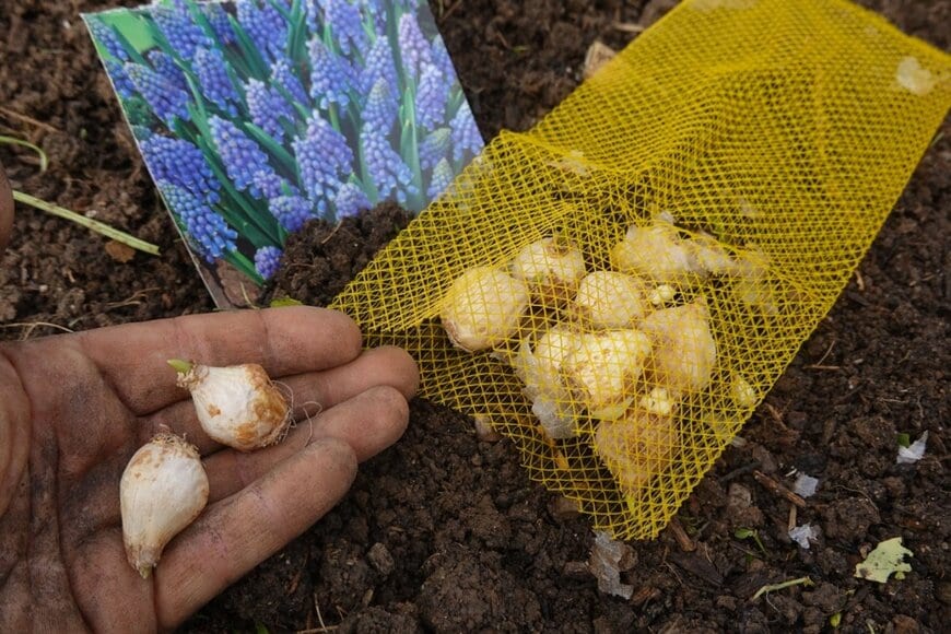 ムスカリの球根