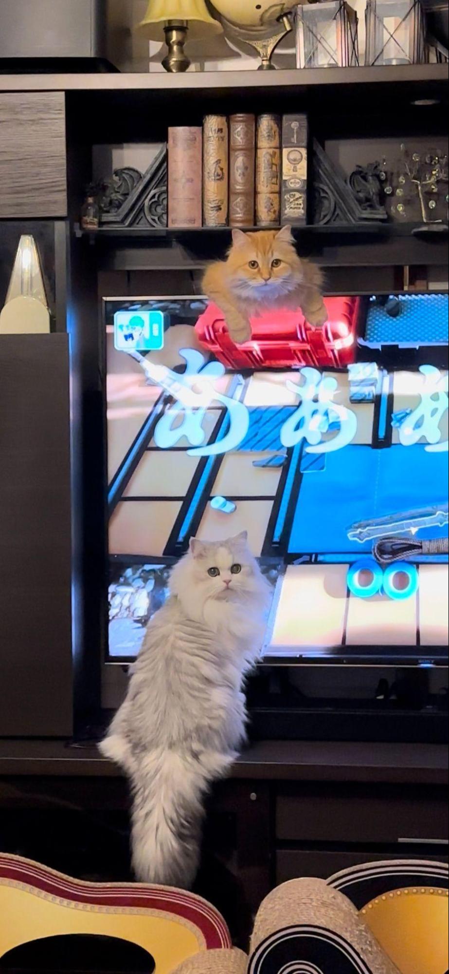 テレビ画面も「あぁあ…」ドヤ顔猫さん達の行動が可愛すぎる｜Infoseek