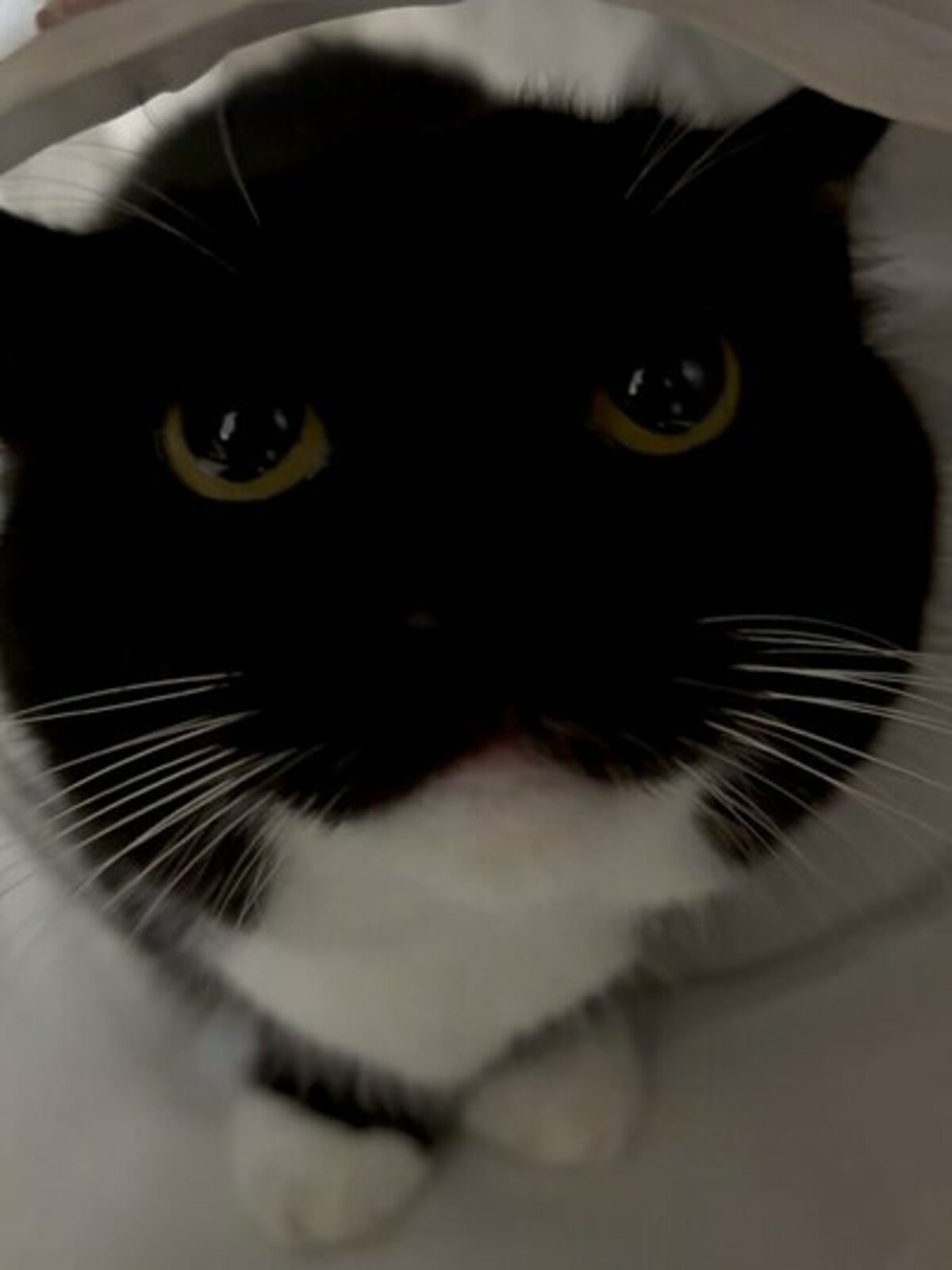 100万表示超え】ピカチュウとのツーショットに悶絶！まるで人間の子供