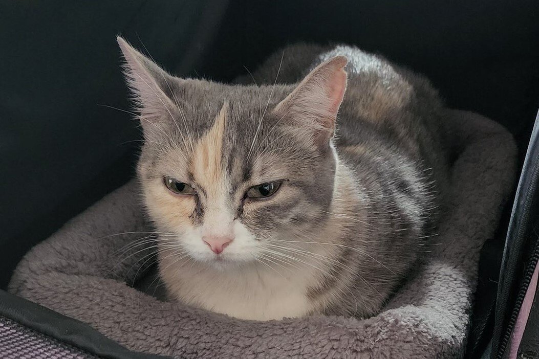 Twitterで話題の香箱座りで待つ可愛い猫 Snsで人気の犬 猫を写真つきで紹介シリーズ 概要 Limo くらしとお金の経済メディア