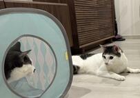 弟猫が兄猫にいたずらを仕掛けたら　写真に写った光景に思わず笑ってしまう