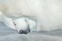 どう見ても「アルパカ」？サモエド犬さんの寝姿がSNSで話題