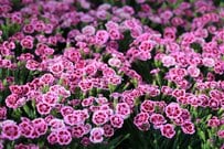 【ガーデニング代の節約】たった1苗で一年中オシャレ！長い期間花が咲く「常緑多年草」厳選3種