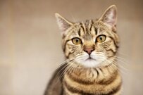 【圧倒的ネコハラ】猫による「かわいい妨害」に思わず二度見　まさかの場所でくつろぐ姿が話題に