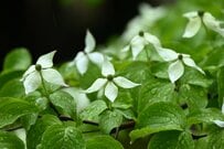 アジサイだけじゃない。梅雨シーズンに美しい花を楽しめる《宿根草・高木3選》