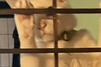 隠れて見てる…？忍者みたいな猫さんがTwitterで話題