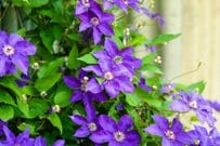 初夏にオシャレな花が楽しめる《つる性植物3選》コンパクトスペースが立体的に華やぐ！