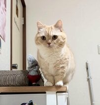 【おしゃべりな猫】必死な要求から目が離せない「アピールがすごいw」と反響の声続出