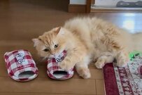 匂いマニアの猫が「ママのスリッパ」を嗅いだ結果に思わず笑ってしまう