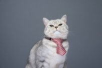 【厚生年金】男性で「月15万円を超える人」は何パーセントか