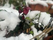 【実録】関東の積雪でも折れなかった！わが家の庭で検証済の《雪に強い植物たち》4選。3年越しで咲いた《秘蔵のクリスマスローズ》も公開