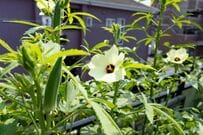 【食費節約】今が植えどき！狭い庭やベランダでも《たくさん収穫できる夏野菜》6選＆育て方のコツ
