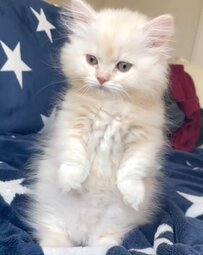 不安げな表情で起立する猫さん　約2年後…成長した立っちにホッコリ「可愛すぎる」