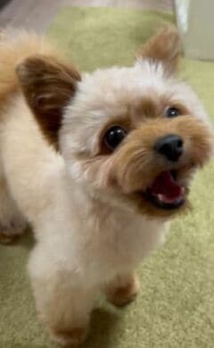大好きな「美容院」と「病院」を聞き間違えた犬 目から光が消える様子が愛おしい