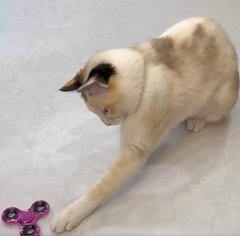 初めてハンドスピナーを見た保護猫　かわいいリアクションに悶絶の声
