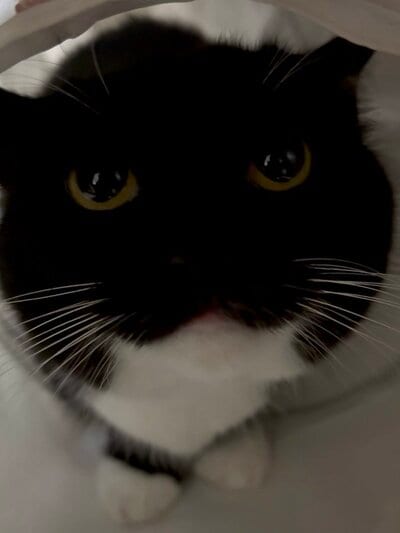 こちらを見上げている猫のうにちゃん