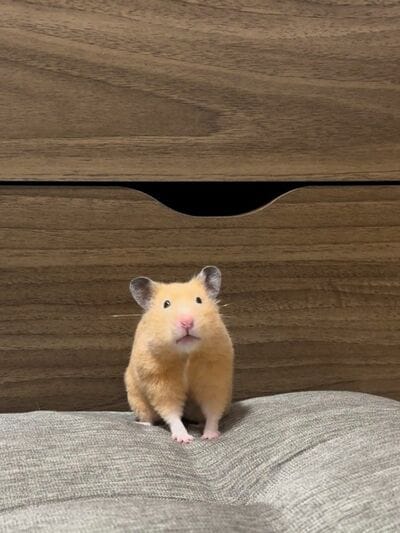 兄妹ハムスターのもちまるちゃん