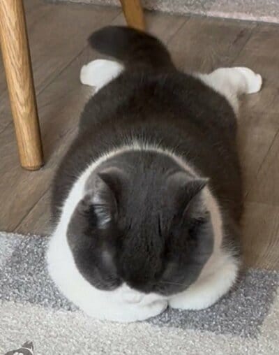 もちもちボディが魅力的なおもちちゃん