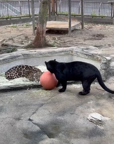 愛媛県立とべ動物園