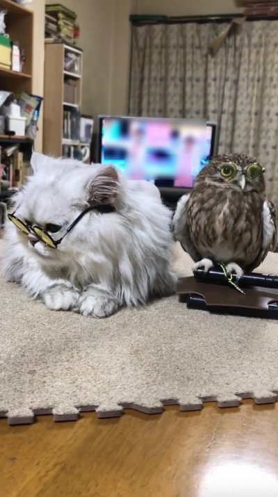 投稿動画のワンシーン