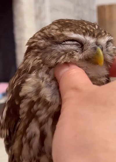 投稿動画のワンシーン