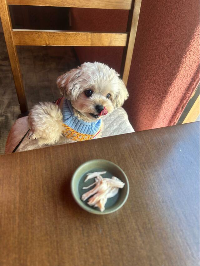 「ささみのおかげで見れたもの」ささみに感謝！？愛犬の尊い姿が話題