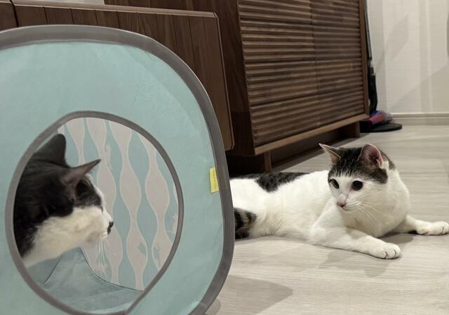 弟猫が兄猫にいたずらを仕掛けたら　写真に写った光景に思わず笑ってしまう
