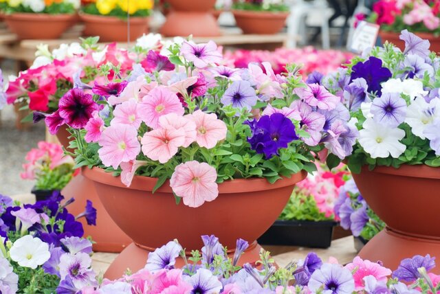 【ガーデニング】初夏～秋冬まで花が咲く「多年草＆一年草」おすすめ8選