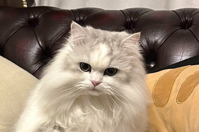 脚を組むダンディな猫さんが話題「まぁ可愛い肉球…」