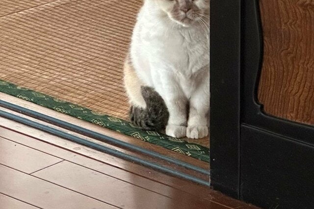 歌いながら洗濯物を干していた飼い主　猫さんの可愛い行動に反響
