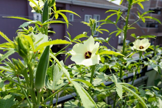 【食費節約】今が植えどき！狭い庭やベランダでも《たくさん収穫できる夏野菜》6選＆育て方のコツ