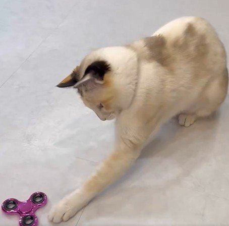 初めてハンドスピナーを見た保護猫　かわいいリアクションに悶絶の声