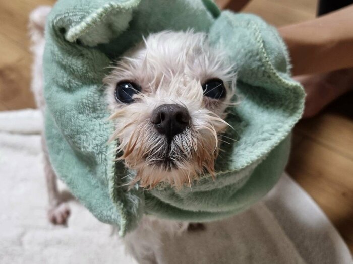 小型犬なら、1枚で体も顔もしっかり拭けました