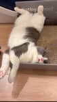「多分すごいリラックスしてる」猫を収めた5秒動画に「ちょっとお顔こわい（笑）」「やべぇの見ちまった」と反響集まる