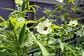 【食費節約】今が植えどき！狭い庭やベランダでも《たくさん収穫できる夏野菜》6選＆育て方のコツ