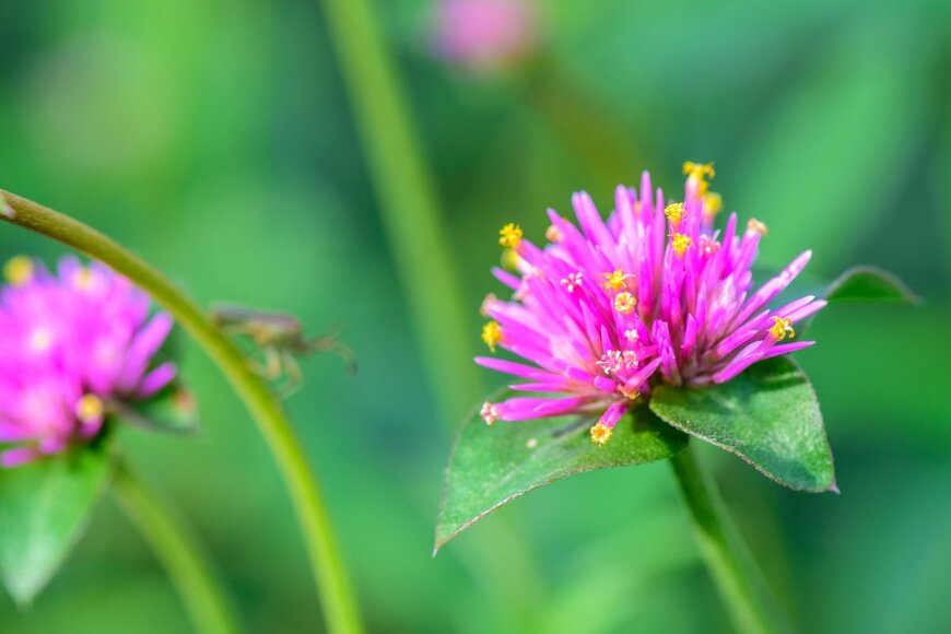 pisitpong2017/Shutterstock.com