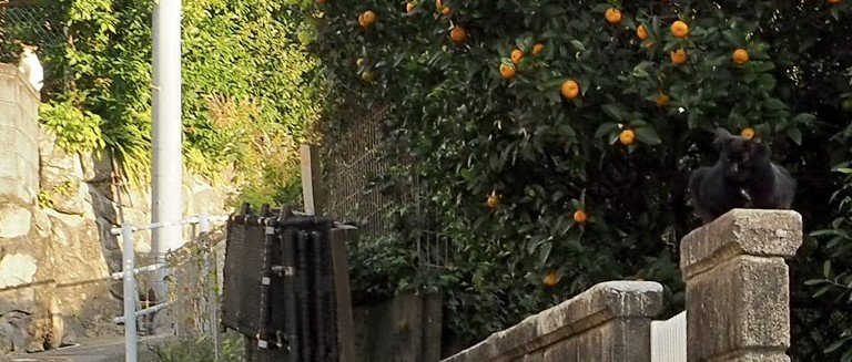 出所：@kame__0877