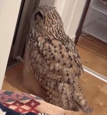 外が見えなくなってしょんぼりするフクロウが可愛い！哀愁漂う背中がたまらない！