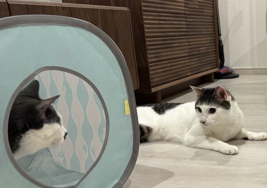 弟猫が兄猫にいたずらを仕掛けたら　写真に写った光景に思わず笑ってしまう