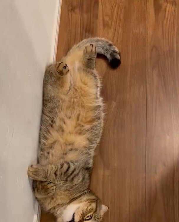 猫なのに「歌舞伎役者」！？「ウトウト中の顔」が迫力満点でかわいい