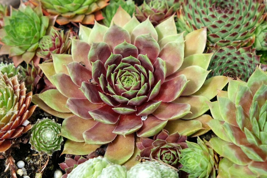 Alex Manders/Shutterstock.com