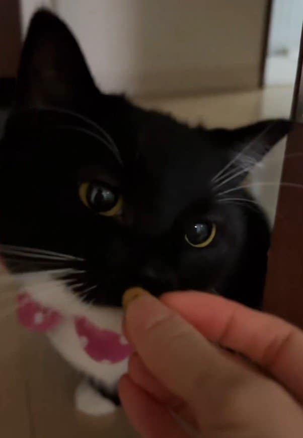 出所：＠unicouniuni3