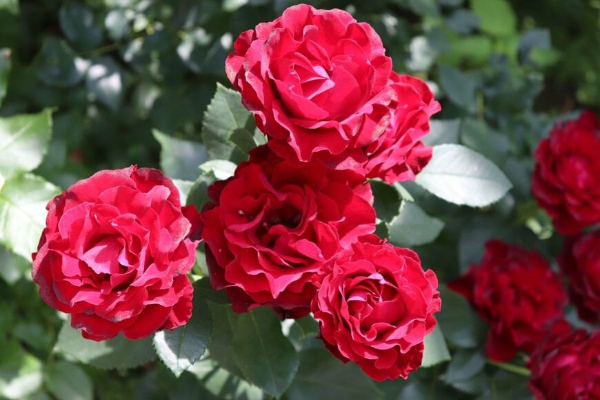 Galina Bolshakova 69/shutterstock.com