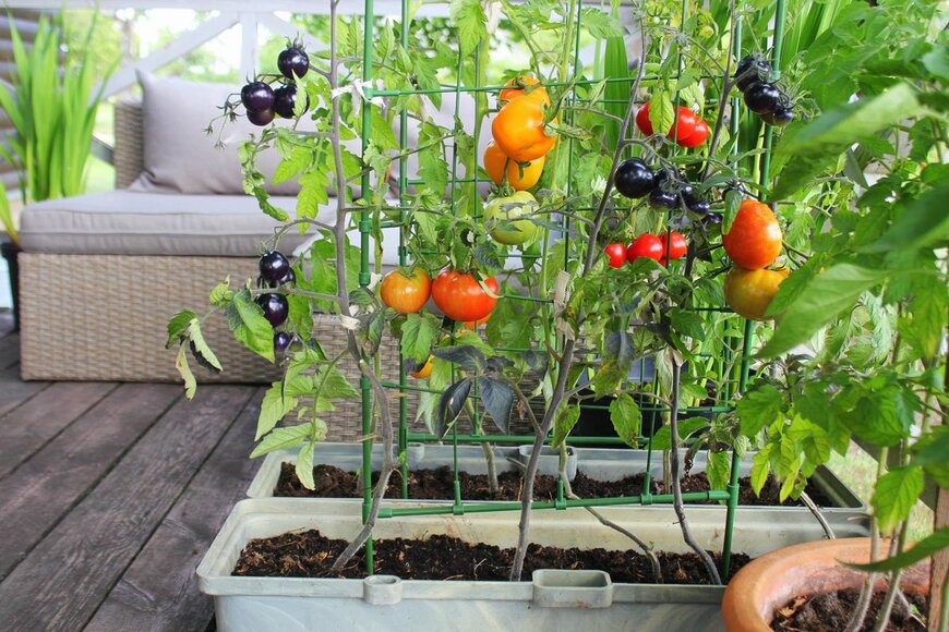 畑がなくても大丈夫！プランターで簡単に始められる家庭菜園