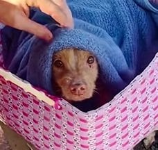 【保護犬】高齢と病気で捨てられた犬、心優しいカップルに引き取られ温かな家族の絆を育む